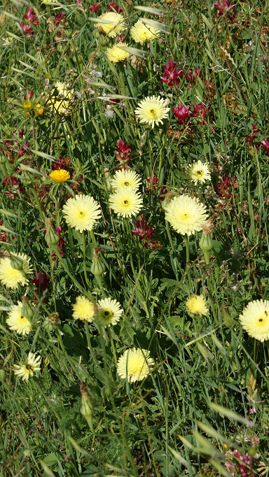 fiore giallo... inconfondibile - Urospermum delechampii